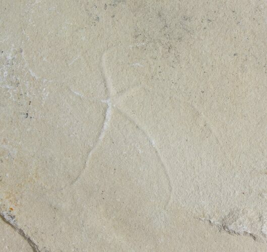 Cretaceous Brittle Star (Geocoma) Fossil - Lebanon #106181